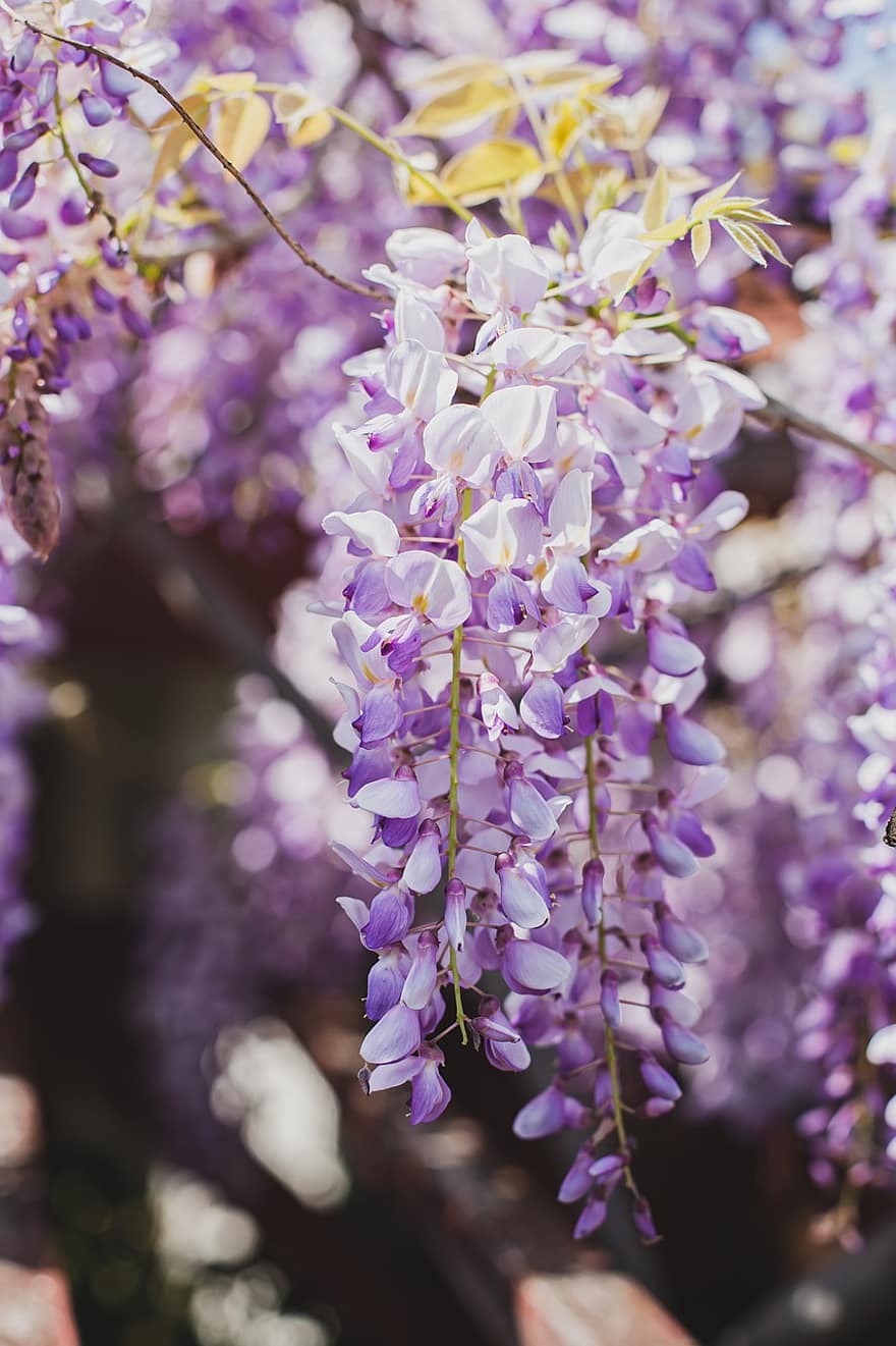 wisteria, bunga-bunga, menanam, bunga ungu, berkembang, tanaman hias, flora, taman, alam
