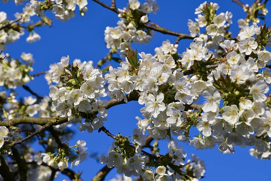 kirsikankukka, hedelmäpuu, kevät, valkoinen, luonto, lähikuva, terälehdet