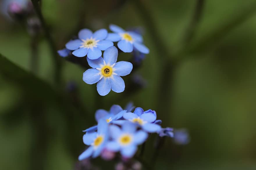 jangan lupakan saya, myosotis, bunga-bunga, bunga biru, bunga runcing, berkembang, bunga, tanaman hias, lupakan bukan saya