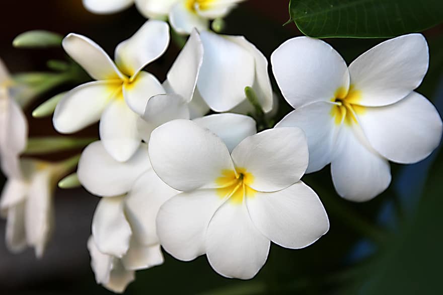 plumeria, indisk jasmin, anlegg, tre, løvverk, blomstring, blomst, duftende, flora, botanisk, blomstringen
