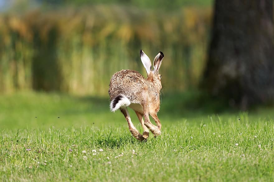 hare, lang eared, kanin, vild, vildt dyr, gnaver, eng, ører, vilde kanin, freilebend, naturoptagelse