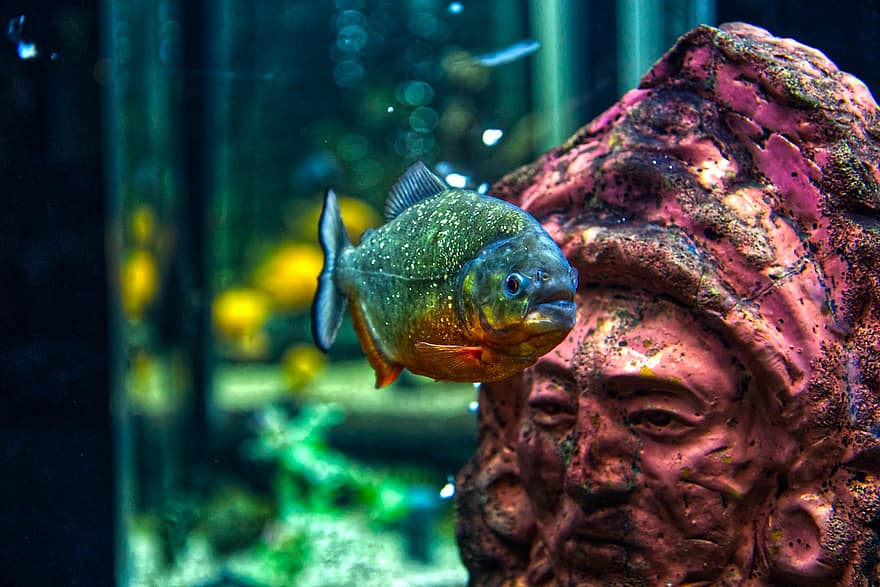cá, oceanarium, bể nuôi cá, bức tượng, dưới nước, bơi, màu xanh lá