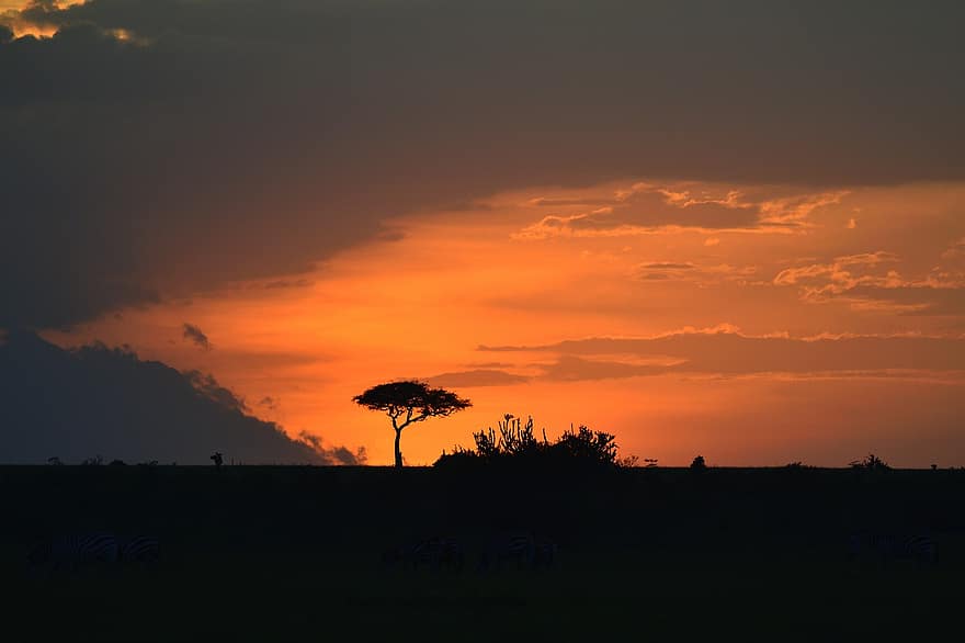 マサイマラ、アフリカ、野生動物、木、自然、風景