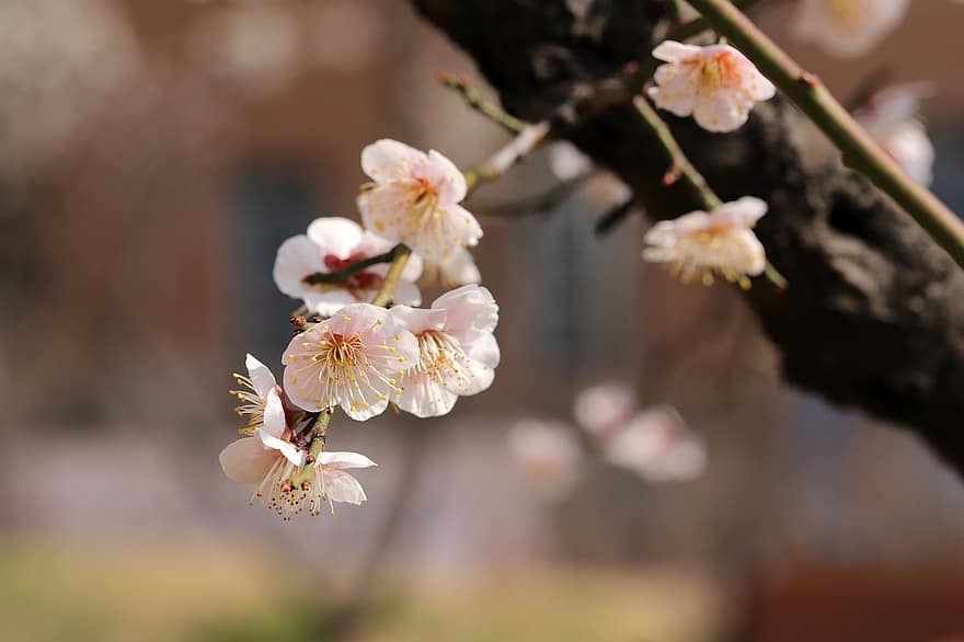 Plum Blossoms, Plum Flowers, Spring Flowers, Spring, Plum Tree, Flowers, close-up, flower, springtime, plant, branch