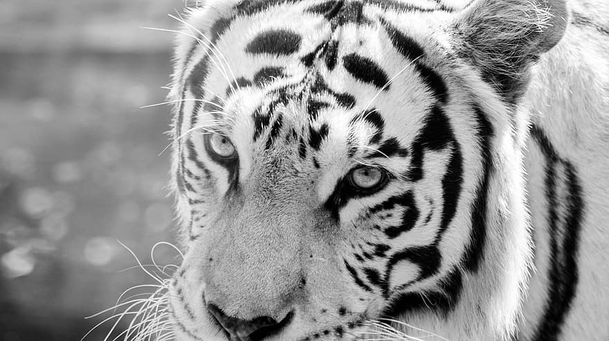 тигр, очі, морда, обличчя тигра, тигрові очі, голова тигра, дика кішка, великий кіт, котячих, дикий, тварина