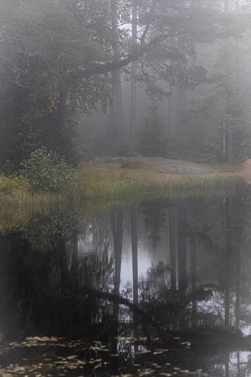 outono, lago, paisagem nevoenta, floresta, neblina, névoa