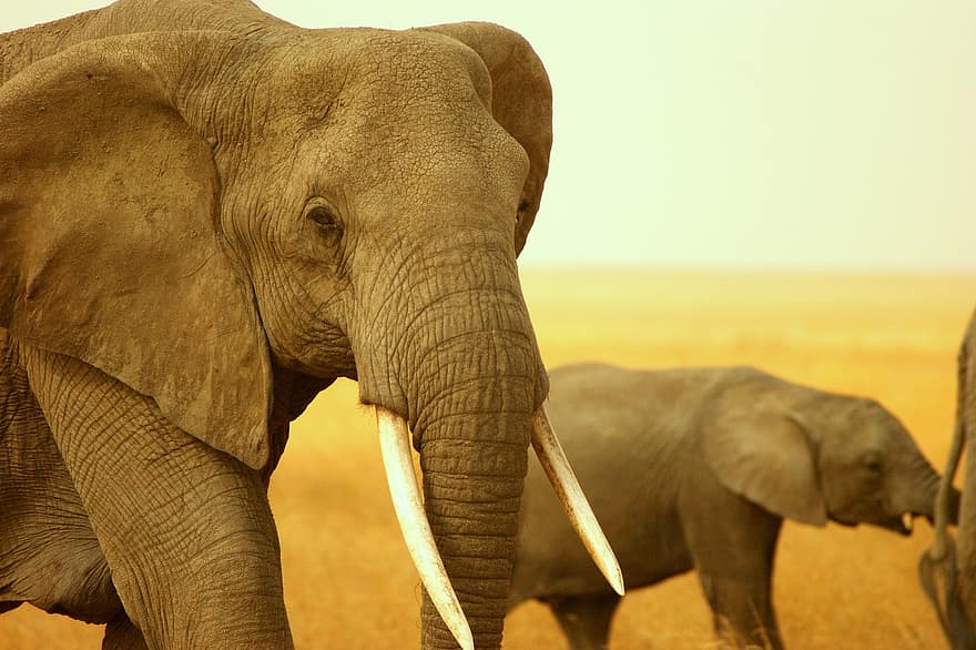 norsu, syöksyhampaat, nisäkäs, safari, villieläimet, Afrikka, Kenia, luonto