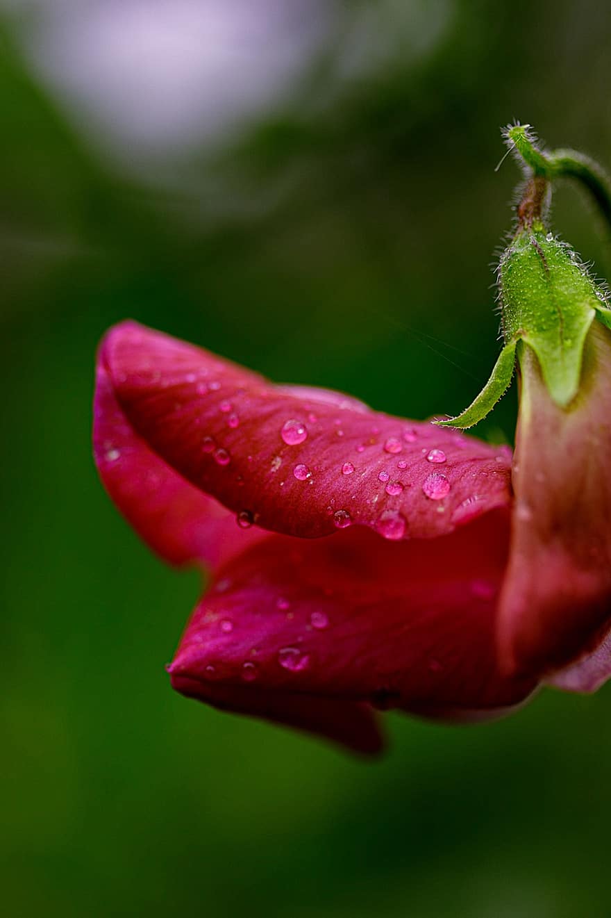 măzăriche, floare, floare roz, picături de rouă, inflori, a inflori, picătură de ploaie, a închide, umed, grădină, natură
