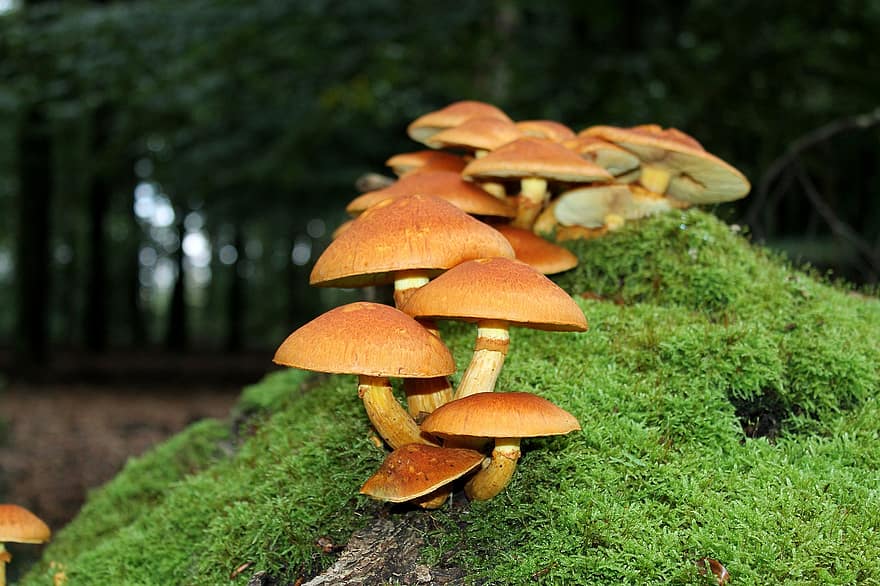 Mushrooms, Trees, Forests, Autumn