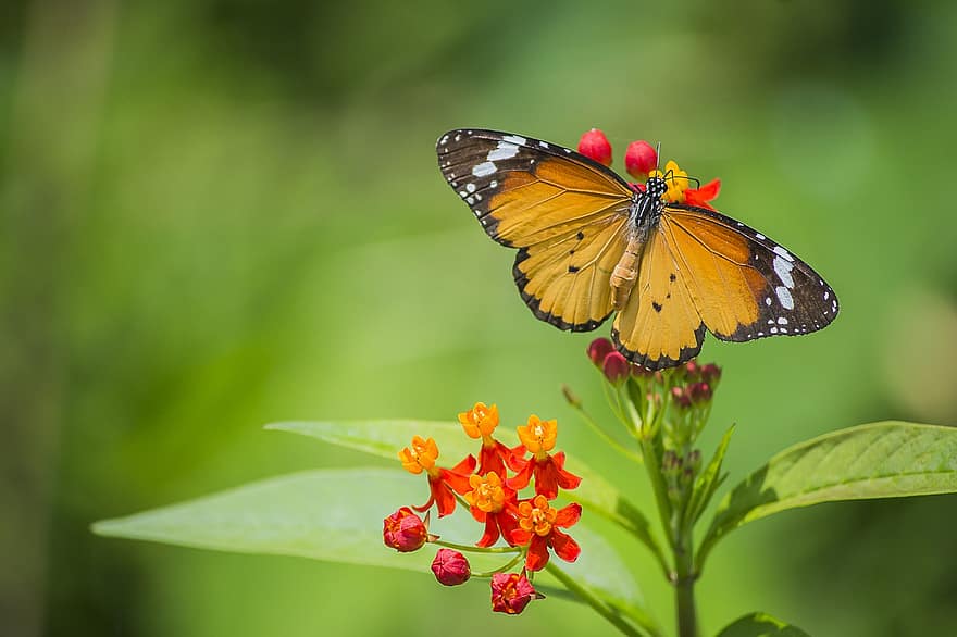 Farfalla tigre semplice, farfalla, fiori, impollinazione, insetto, natura