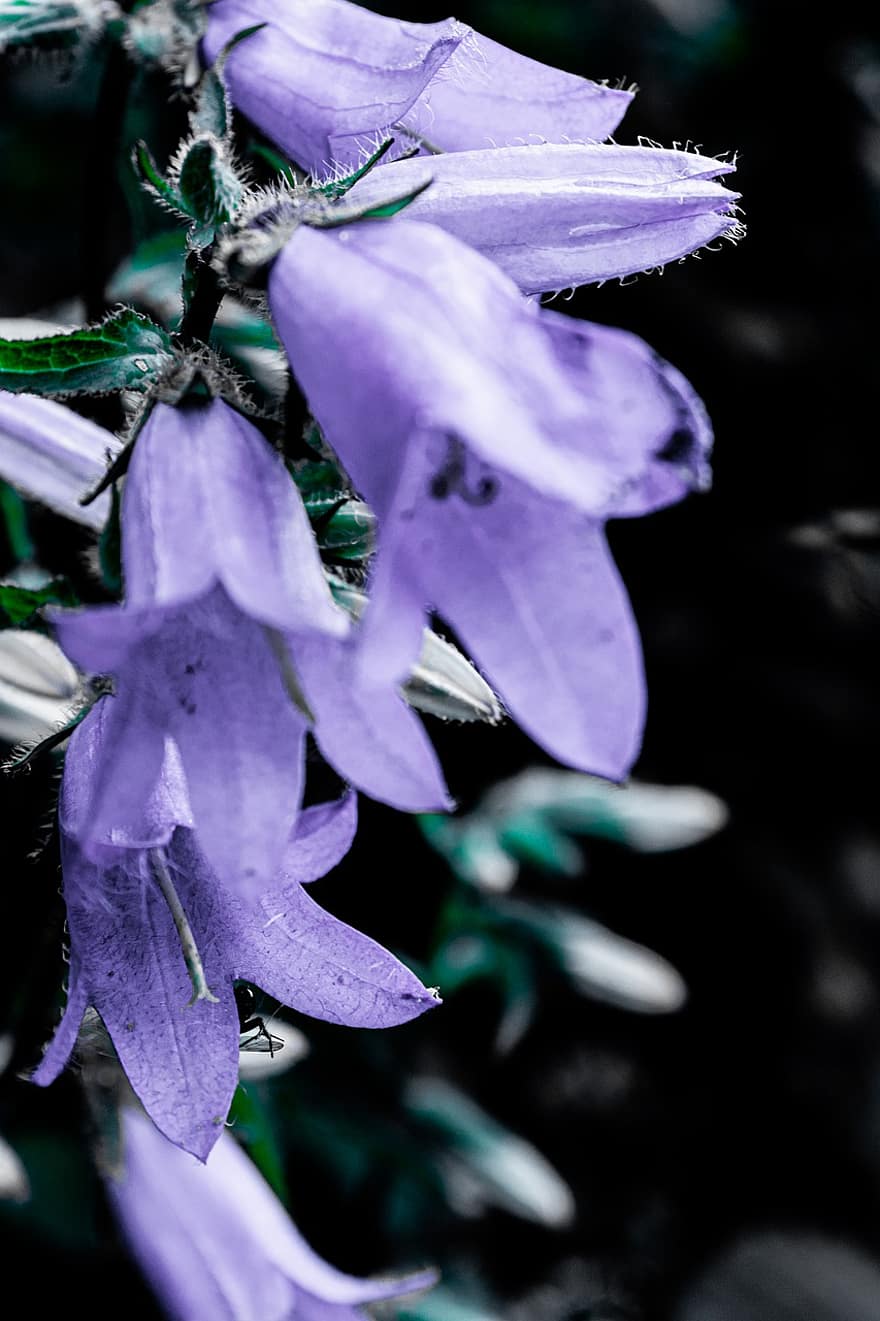 purpura ziedi, harebells, bluebells, raksturs, tuvplāns, augu, lapas, zieds, violets, ziedlapiņa, vasarā