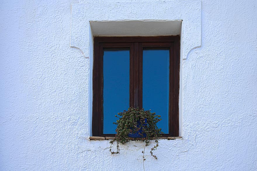 Fenster, Pflanze, weiße Wand, Glas, Blumen, Blätter, welk, Topf, die Architektur, Verschluss, Nahansicht