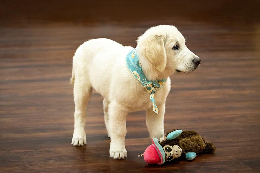 Golden retriever, hond, puppy, speelgoed-, huisdier, dier, Engelse room gouden retriever, sjaal, huiselijk, hoektand, schattig