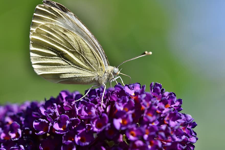 motýl, motýlí křídla, hmyz, lepidoptera, opylit, opylování, malé květy, květenství, fialové květy, bílý motýl, entomologie