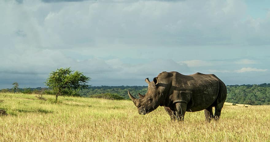 rinocer, pe cale de dispariție, corn, natură, animale sălbatice, animale, mamifere, Africa, iarbă, safari animale, cu coarne