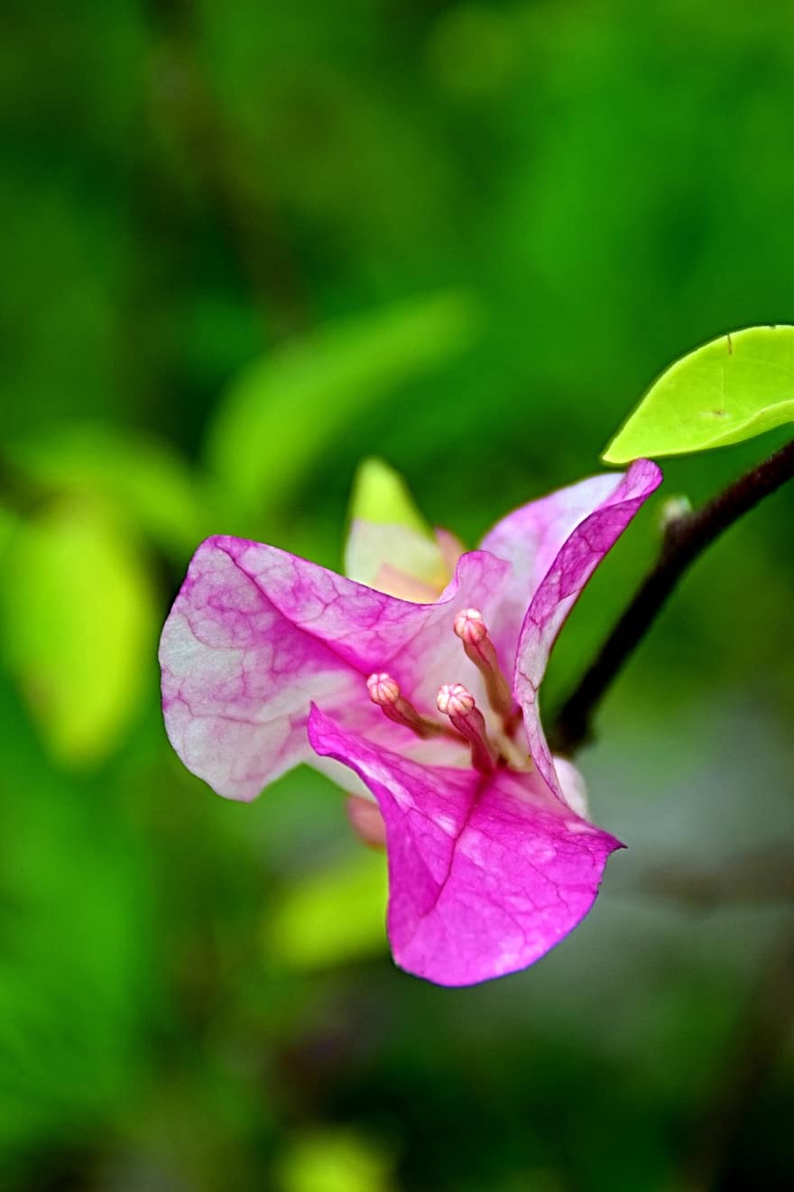 Bougainvillea, różowy kwiat, ogród, kwitnąć, kwiat, Natura, flora, roślina, liść, zbliżenie, płatek