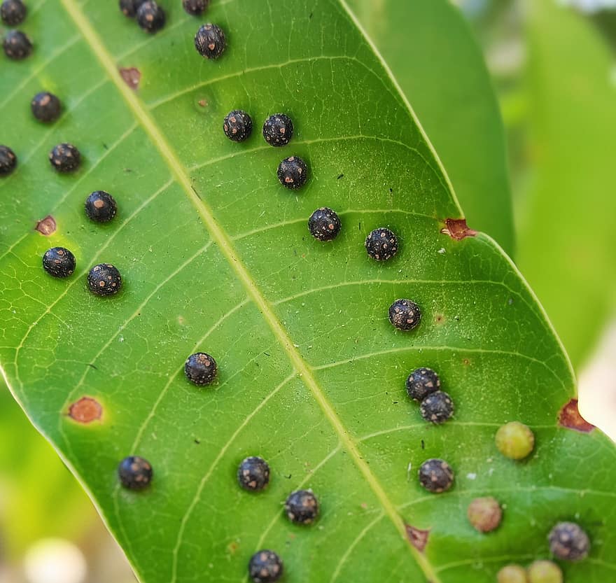 blad, mango blad, växt sjukdom, parasit, träd, natur, närbild, växt, grön färg, makro, insekt