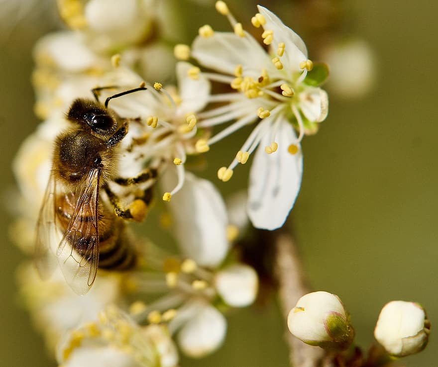 abelles, insectes, macro, naturalesa, flors, Per tenyir, primer pla, abella, flor, insecte, primavera