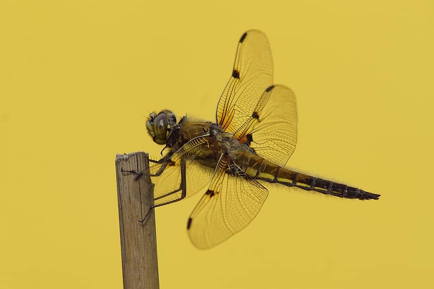 Dragon-fly, libèl·lules, Vierfleck, libèl·lula de navegació, insecte, primer pla, macro, groc, ala dels animals, multicolor, estiu