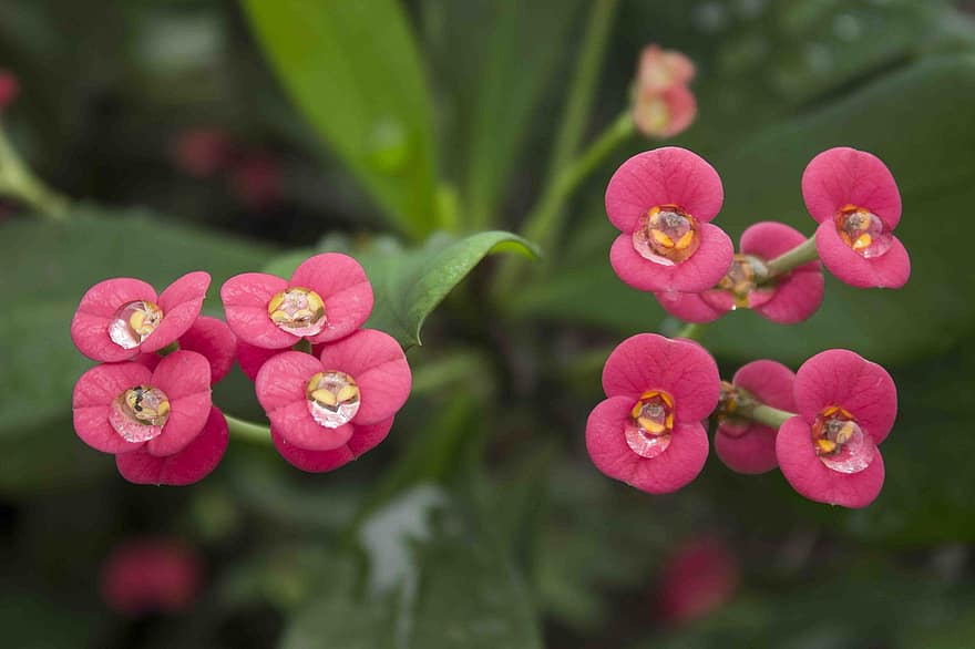 Corona di spine, fiori rosa, euphorbia milii