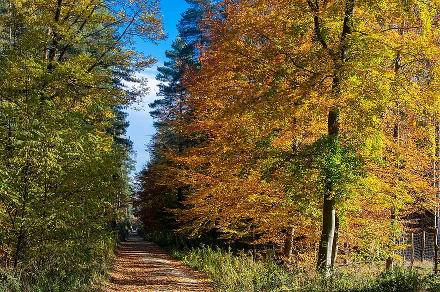 дерева, листя, осінь, падіння, озеро, кольори, ліс, дерево, лист, жовтий, сезон