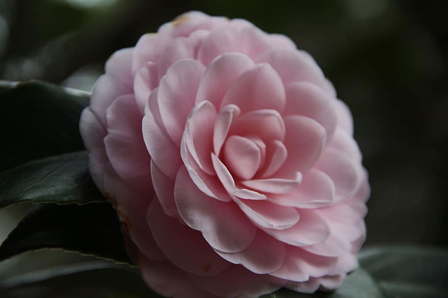 Camellia, Flower, Plant, Petals, Pink Flower, Bloom, Blossom, Flora, Garden, Nature, Environment