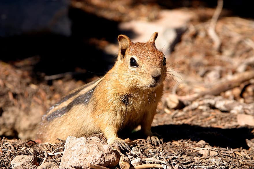 다람쥐, 설치류, 동물, 귀엽다, 야생 생물, 야생 동물