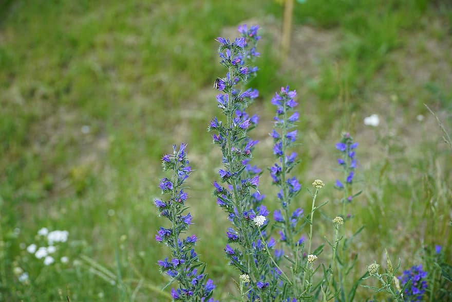 wildflowers, zils, bite, raksturs, echium, boraginaceae, vasarā, jūnijs, jūlijs, augu