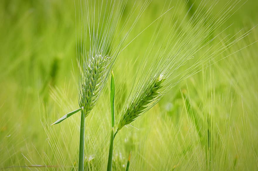 campo, spighe di grano, cereale, la coltivazione di, agricoltura, colore verde, pianta, avvicinamento, estate, crescita, prato