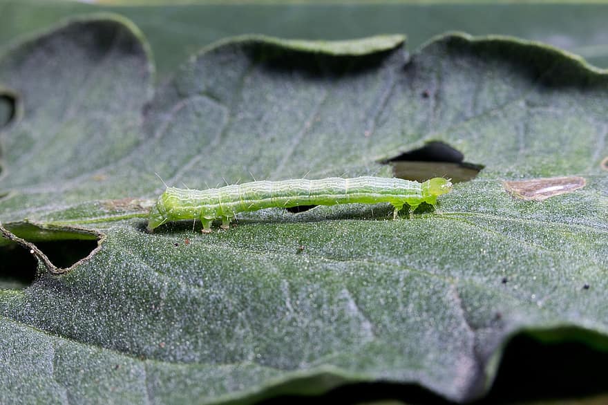 Caterpillar, Insect, Animal, Green, Larva, Arbitrary, Lepidoptera, Macro, Close Up, Macroperspective, leaf