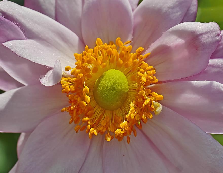 anemon, kwiat, różowy kwiat, różowe płatki, kwitnąć, płatki, pręciki, flora, roślina, Natura