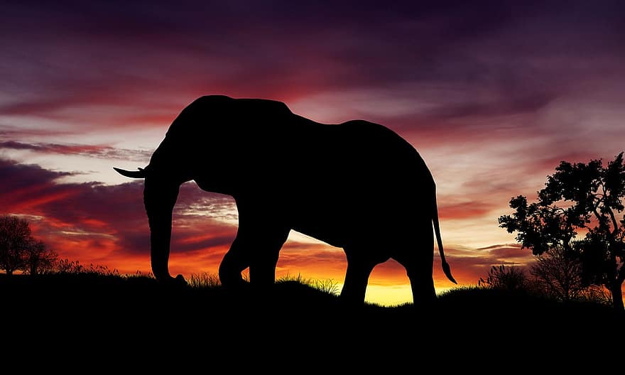 naturaleza, puesta de sol, elefante, África, silueta, animales