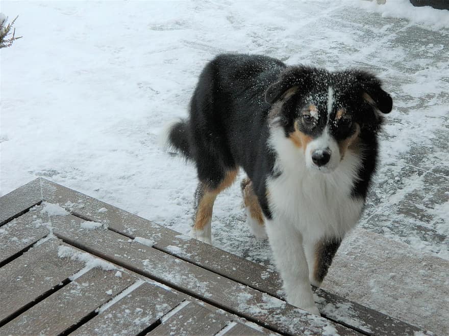 pies, mój, zwierzęta domowe, śnieg, pies rasowy, psi, uroczy, zimowy, jedno zwierzę, patrząc, szczeniak