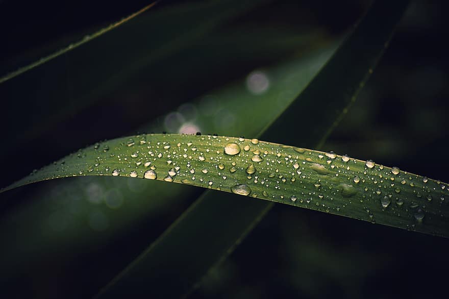 δροσιά, σταγόνες βροχής, σταγονίδια, φύλλο, πράσινο φύλλο, φυτό, γρασίδι, βρεγμένος