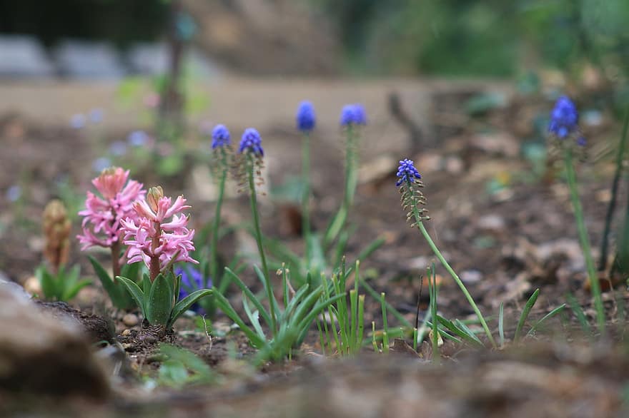 Spring, Flowers, Muscari, Bloom, Hyacinth, Flora, Botany, plant, flower, close-up, summer