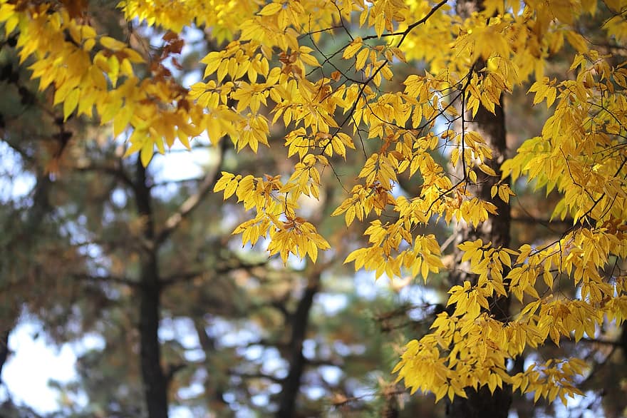 rudens lapas, rudenī, lapas, raksturs, koks, augu, krāšņums, dzeltens, sezonā, mežs, dinamiskas krāsas