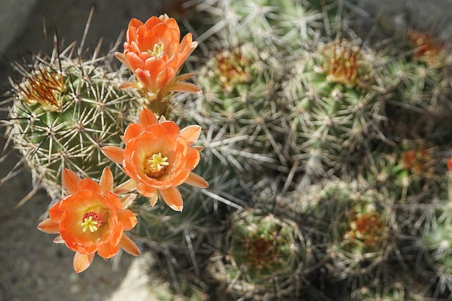 cactus, fleurs de cactus, succulentes, fleurs, fleurs orange, jardin