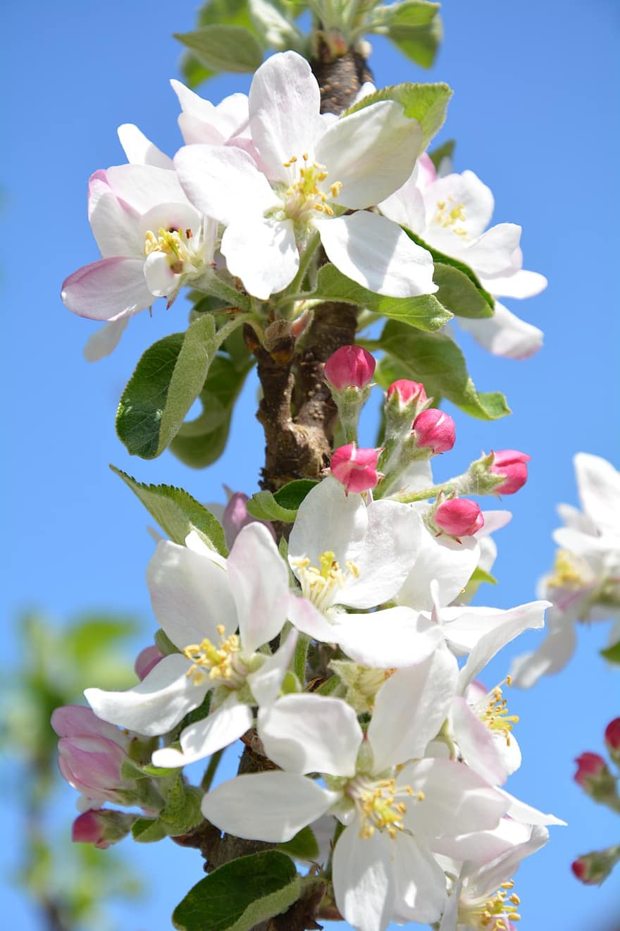 Apfelblüten, Blumen, Ast, Blütenblätter, weiße Blumen, blühen, Apfelbaum, Frühling, Natur