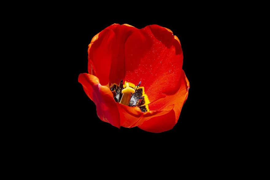 tulipán, květ, rostlina, kvetoucí, flóra, oranžová květina, oranžové okvětní lístky, detail, žlutá, jediný květ, okvětní lístek