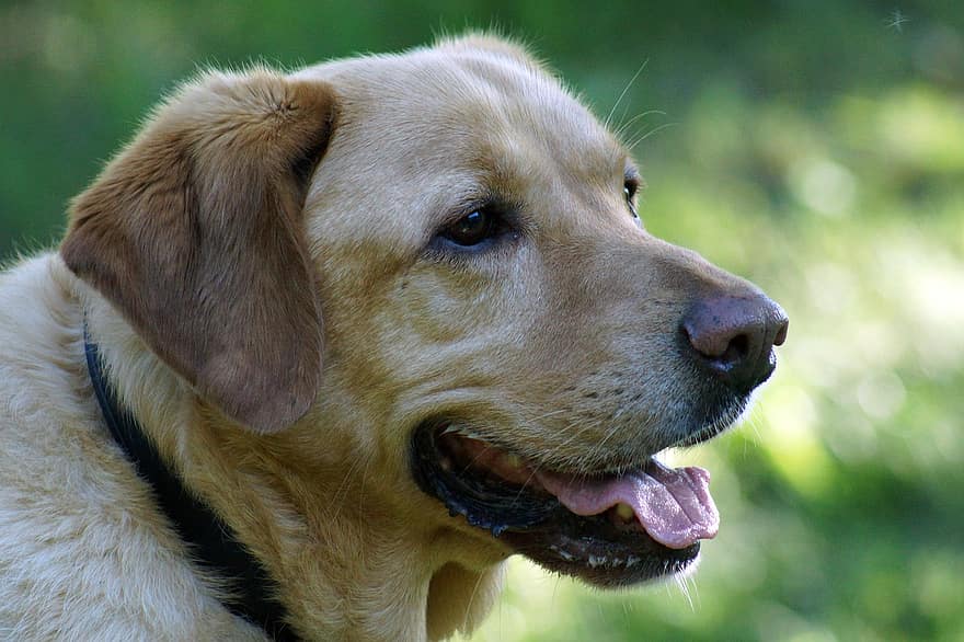 Labradorin noutaja, laboratorio, kultainen, koira, lemmikki-, eläin, koiran-, noutaja