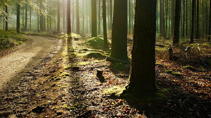 floresta, arvores, luz solar, caminho da floresta, caminho, panorama, madeiras, folhagem, natureza, cênico, cenário