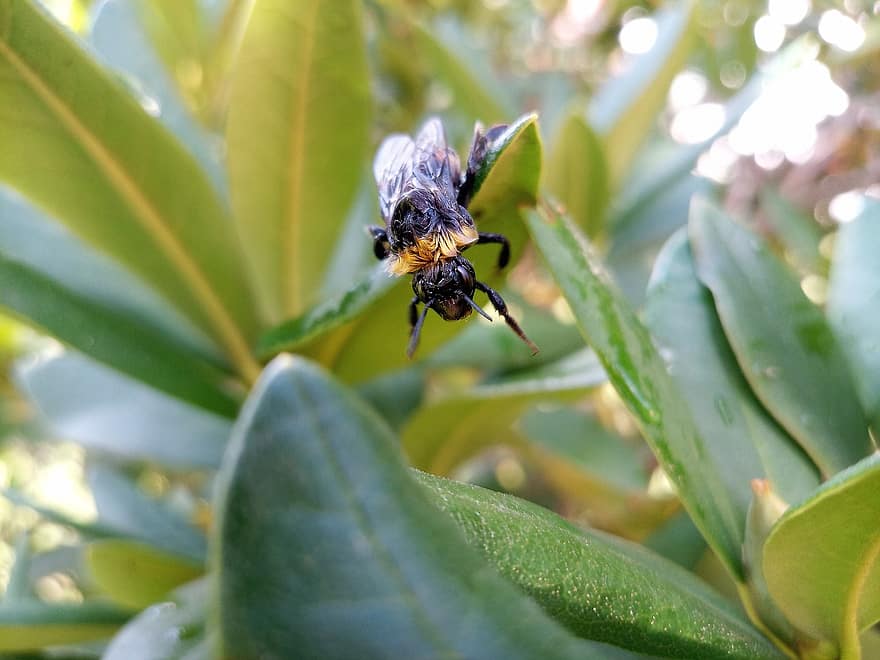 insecte, abeille, entomologie, espèce, la nature, pollen, hyménoptères, nectar