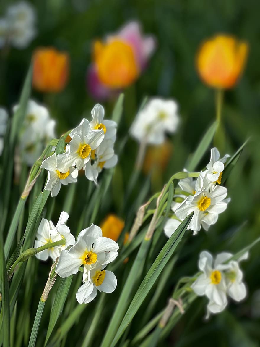 påskeliljer, Narcissus, hvite blomster, hage, natur, nederland, amsterdam, blomst, anlegg, våren, blomsterhodet