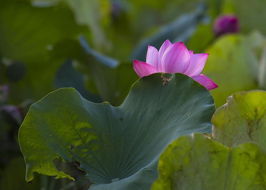 lotus, bi, kan blommasäsongen, livfulla färger, rosa, botanisk