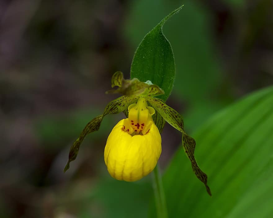 Orchidea pantofola da donna gialla, orchidea, fiore, fiore giallo, pianta, Fiore di campo, fioritura