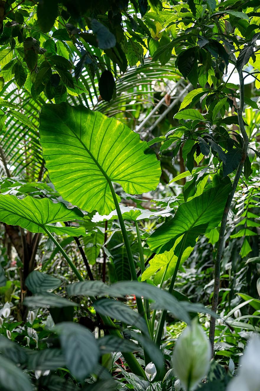 Blätter, Pflanzen, Garten, Alocasia, Grün, Laub, tropisch, Flora, Botanischer Garten