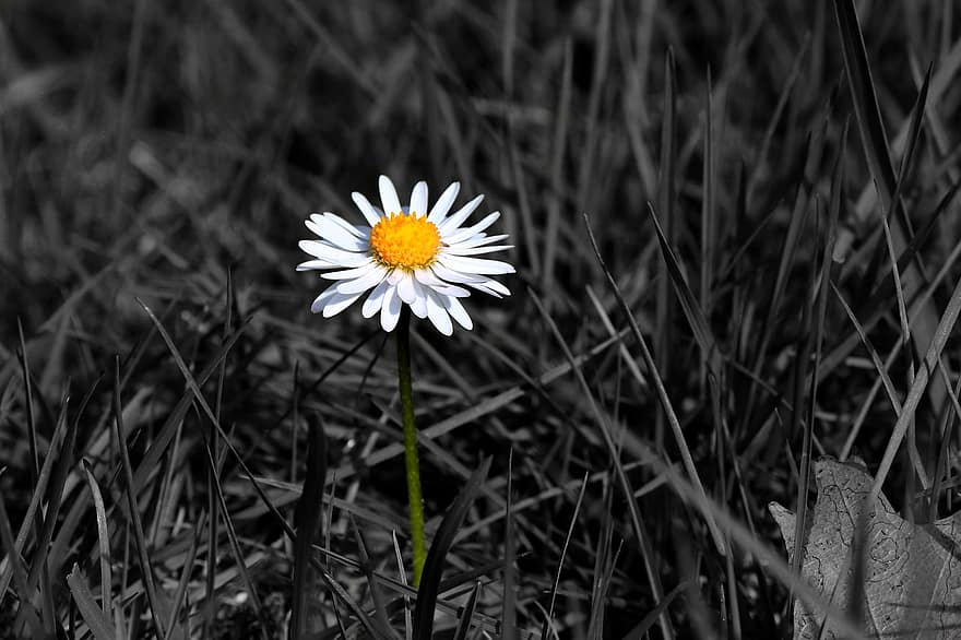 stokrotka, kwiat, czarny i biały, kolor pop, biała stokrotka, biały kwiat, płatki, białe płatki, kwitnąć, trawy, Natura