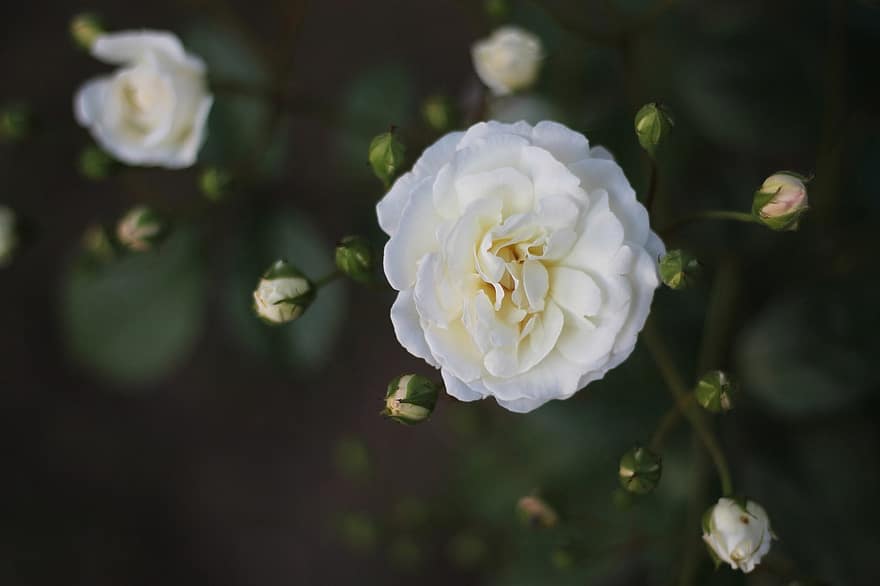 Rose, blanc, bourgeons, fleur, fleurs, plante, la nature, fermer, romantique, romance, beauté