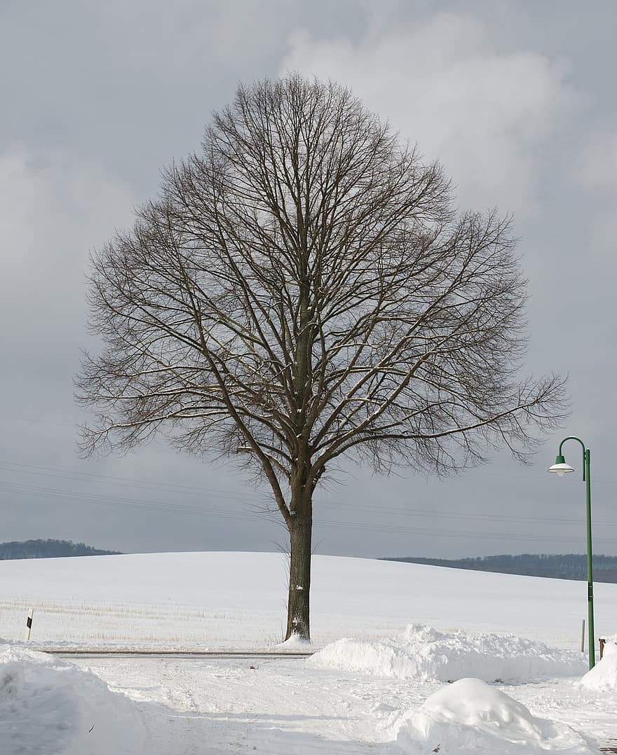 árvore, campo, inverno, neve, frio, gelo, geada, monte de neve, ao ar livre, árvore de inverno, solitário