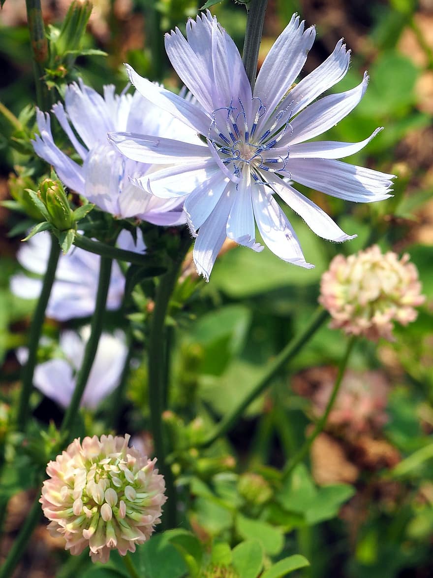 Flowers, Chicory Blossoms, Wildflowers, Meadow